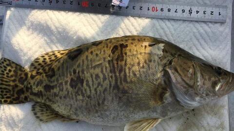 鳜鱼养殖爆料怎么做视频,视频制作攻略全解析