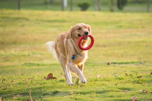 狗狗爆料视频 第3张 狗狗爆料视频 第3张